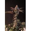Lemon Cherry Runtz, Фасовка: 1, изображение 5
